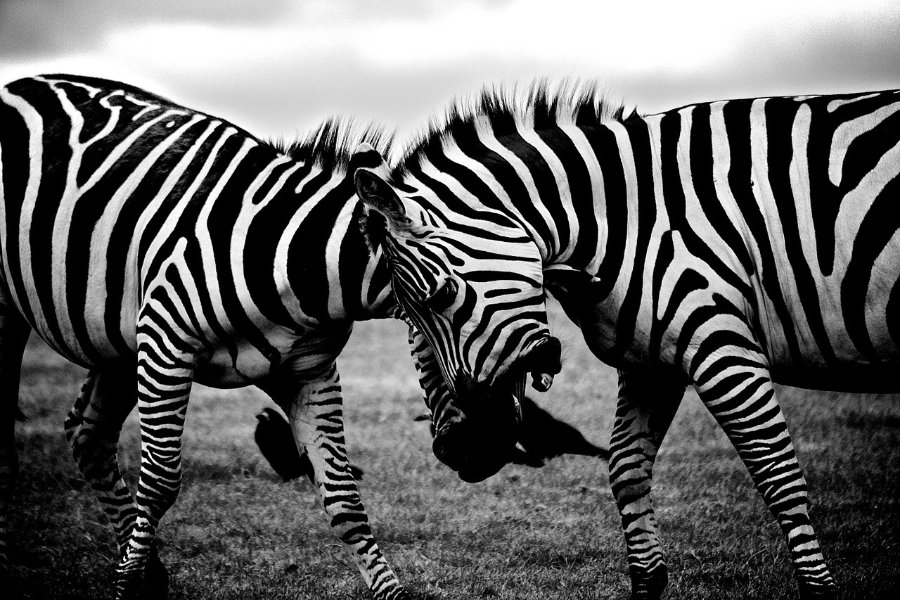 zebras safari animals free photo