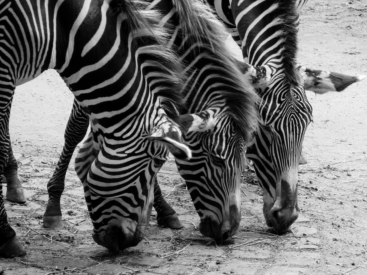 zebras animals black and white free photo