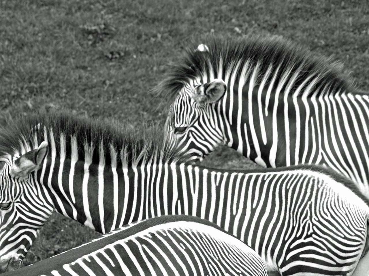 zebras black and white animals free photo