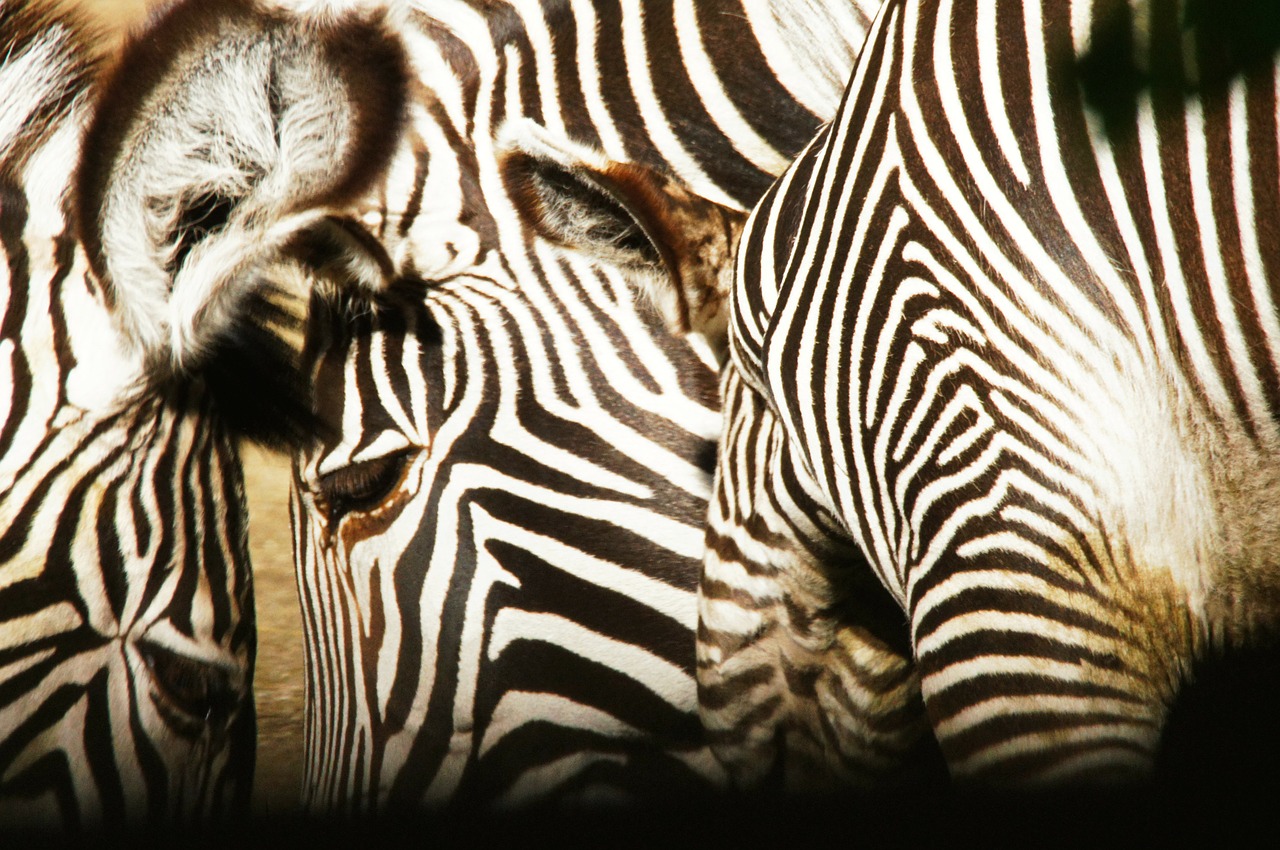 zebras animals nature free photo