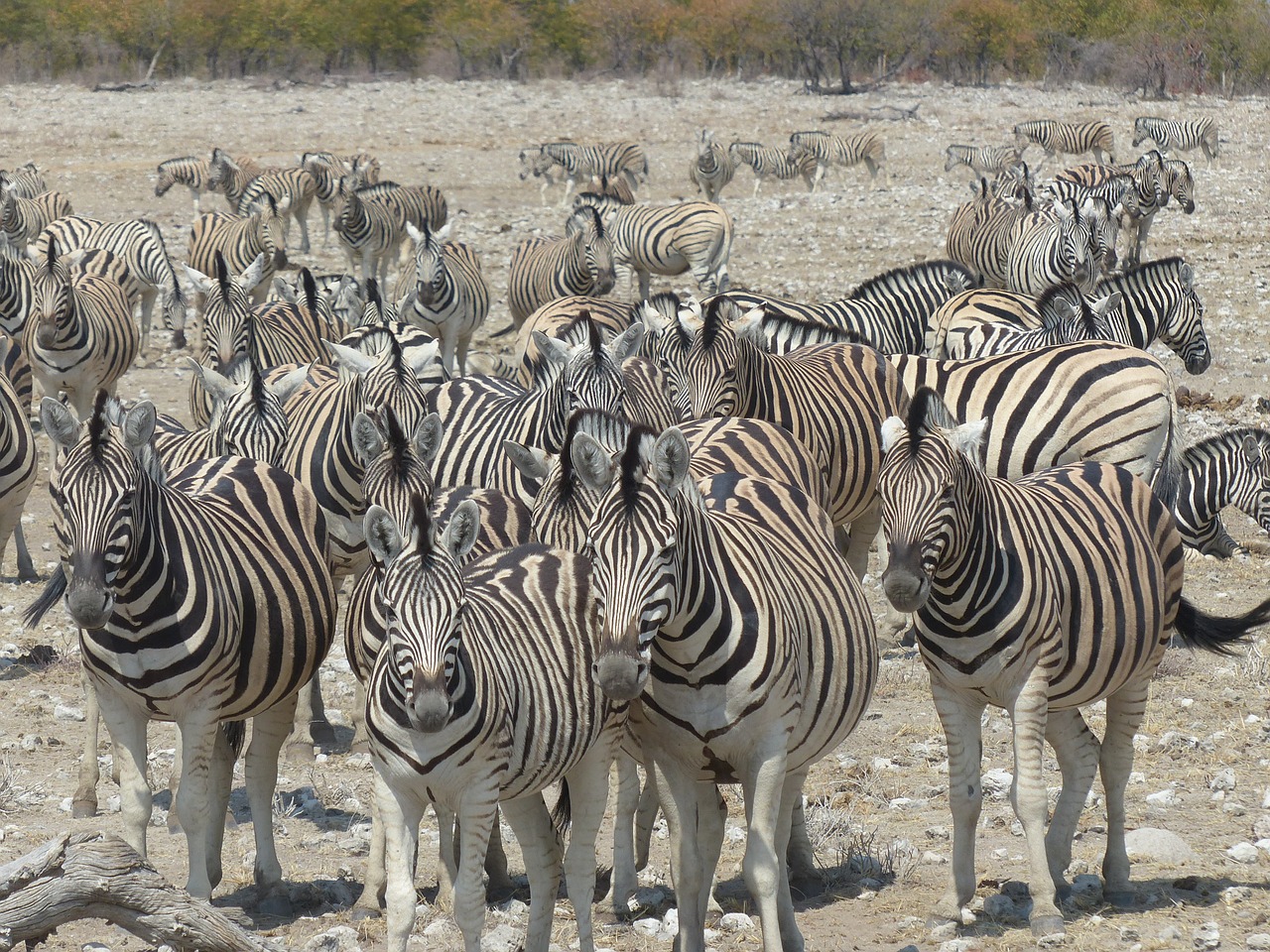 zebras safari etosha national park free photo