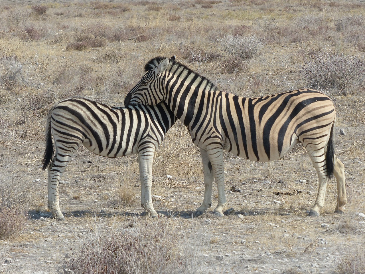 zebras safari etosha national park free photo