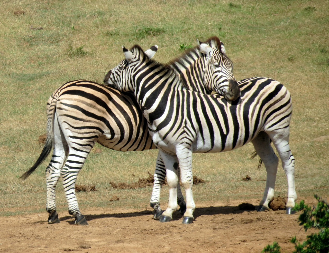 zebras animal mammal free photo