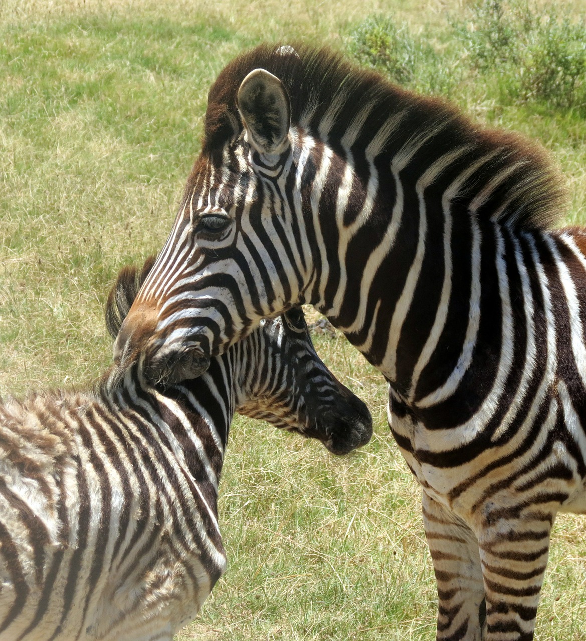 zebras animal mammal free photo