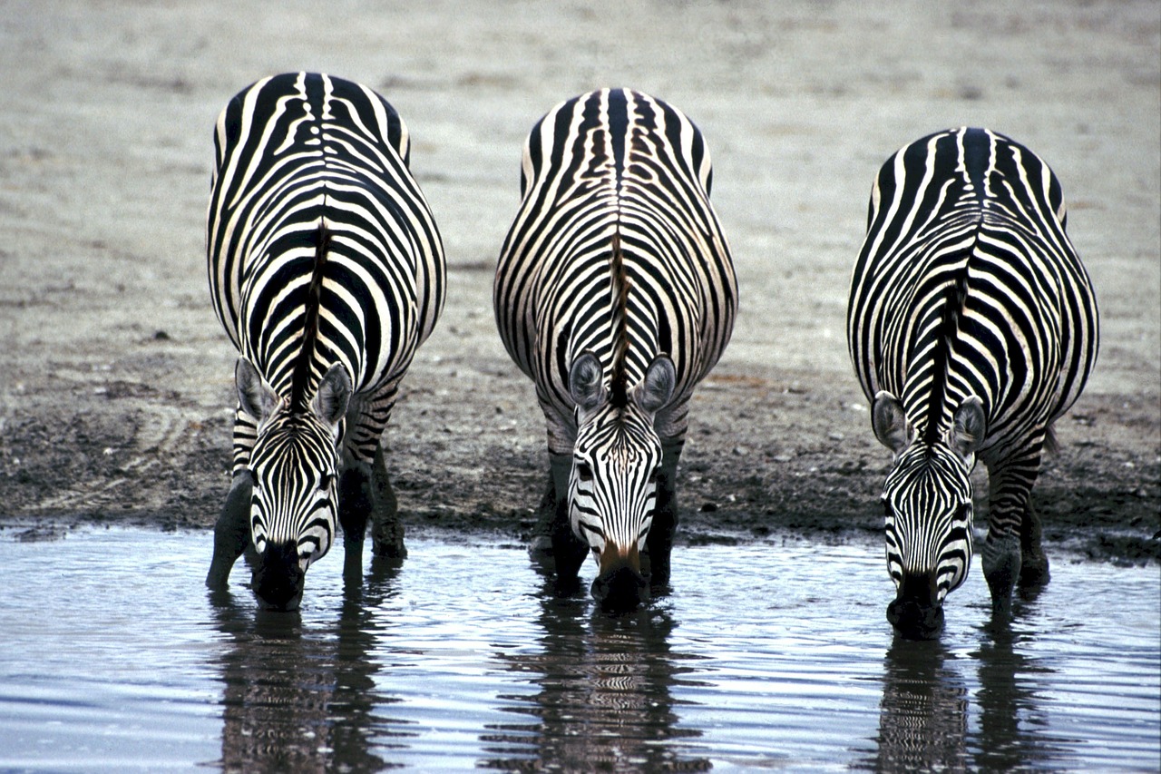 zebras drinking watering hole free photo