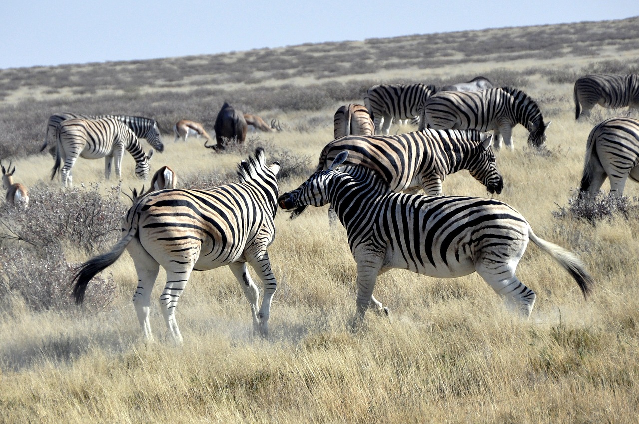 zebras fight africa free photo