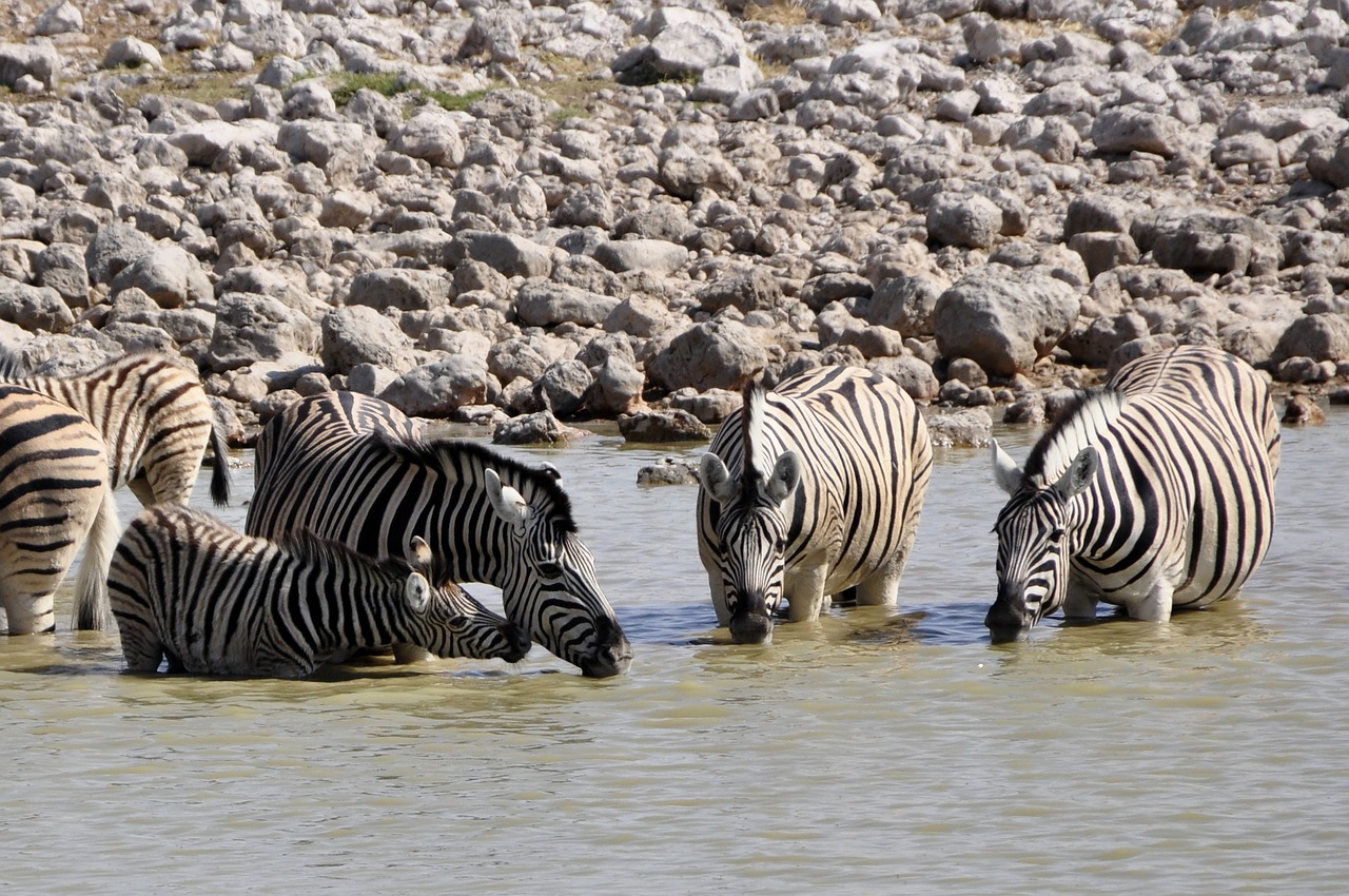zebras drink foal free photo