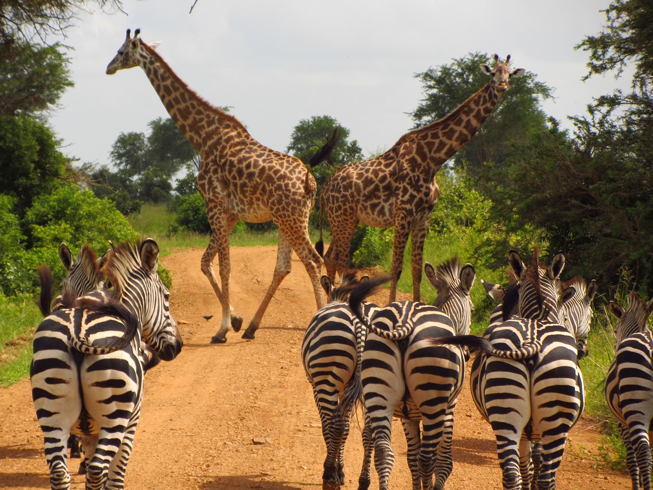 zebras tanzania mikumi free photo