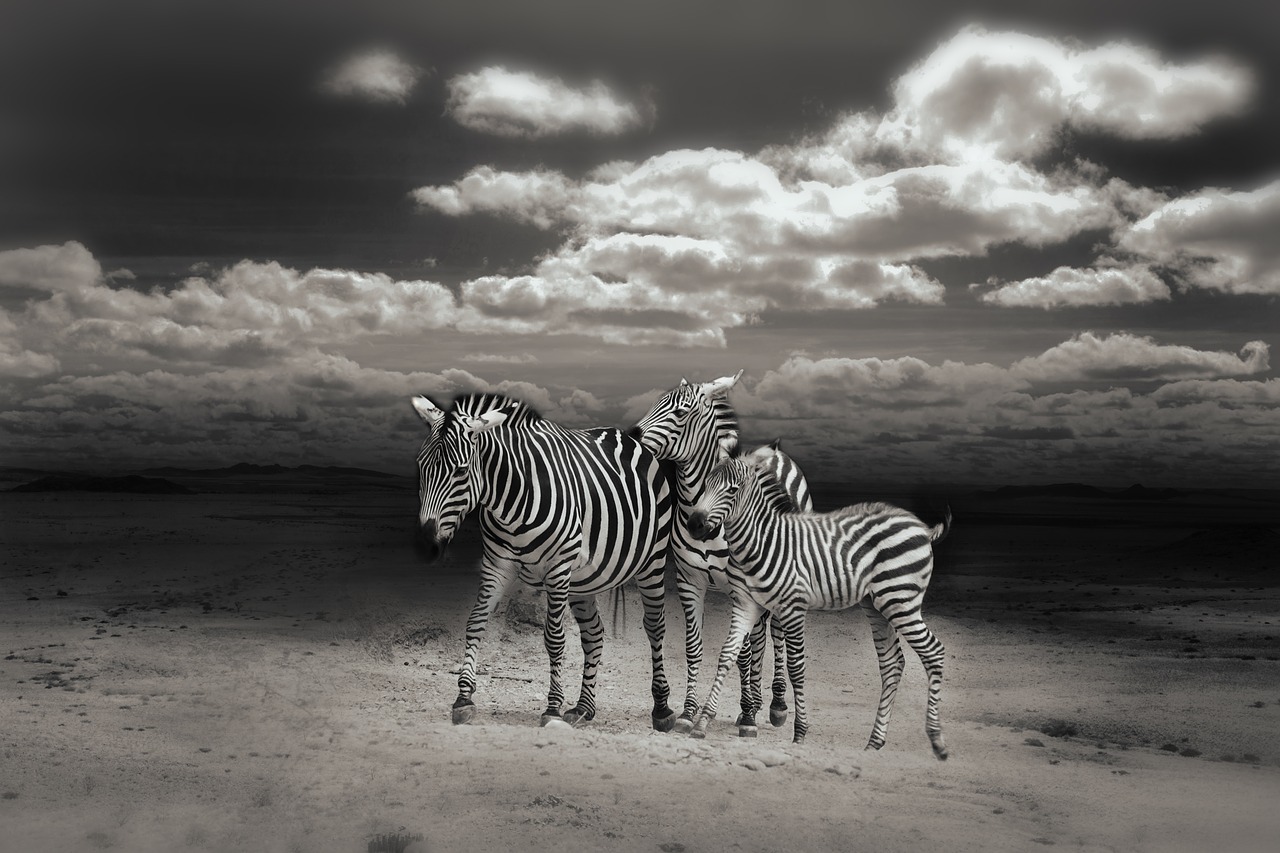 zebras wild animals zebra crossing free photo