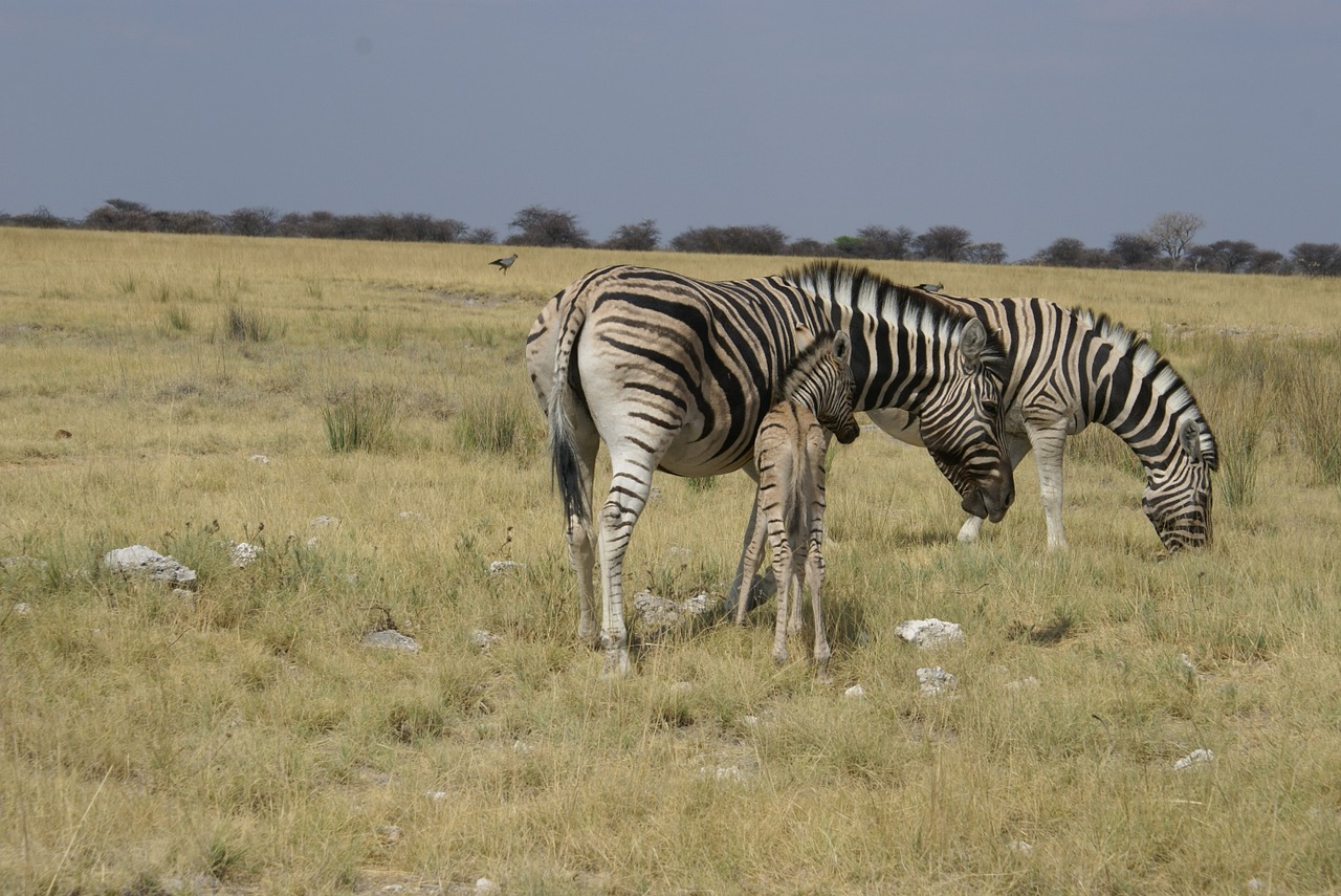 zebras steppe africa free photo