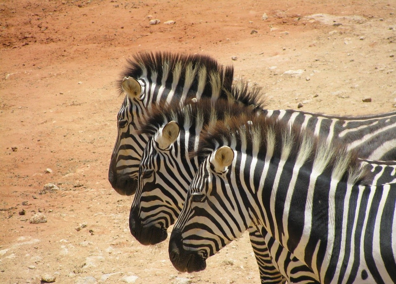 zebras safari africa free photo