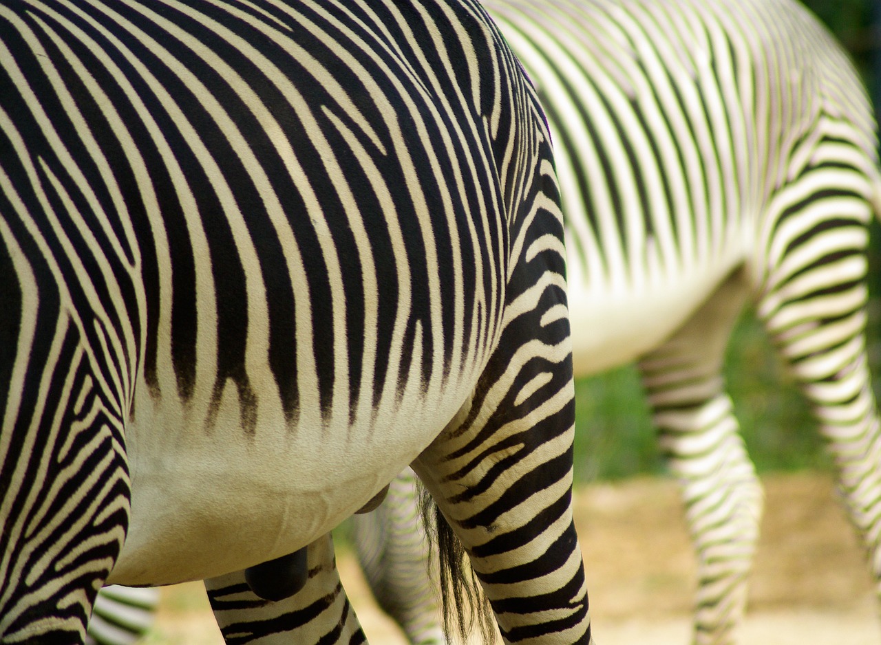 zebras stripes ruminant free photo