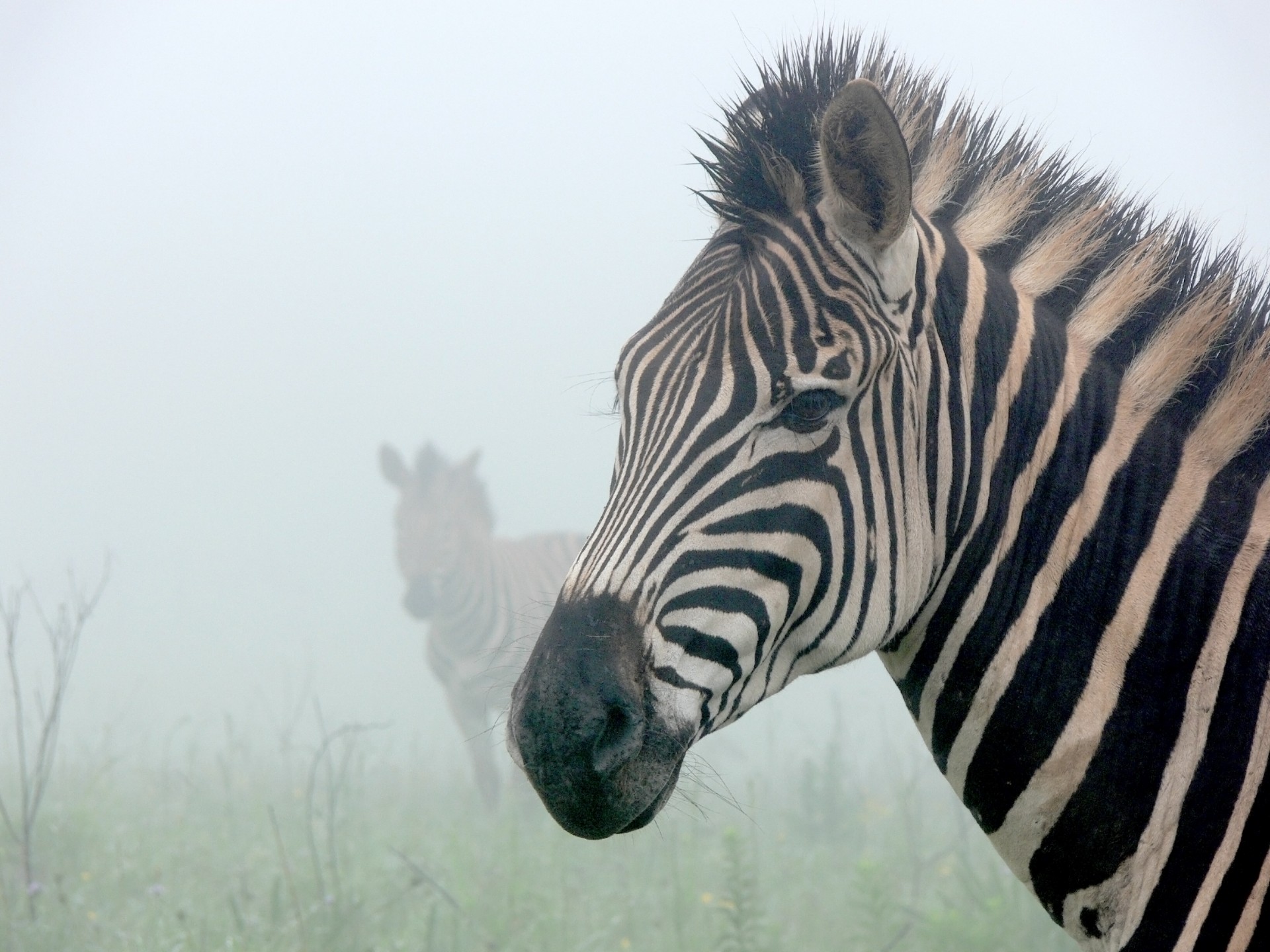 zebra mist ghostly free photo