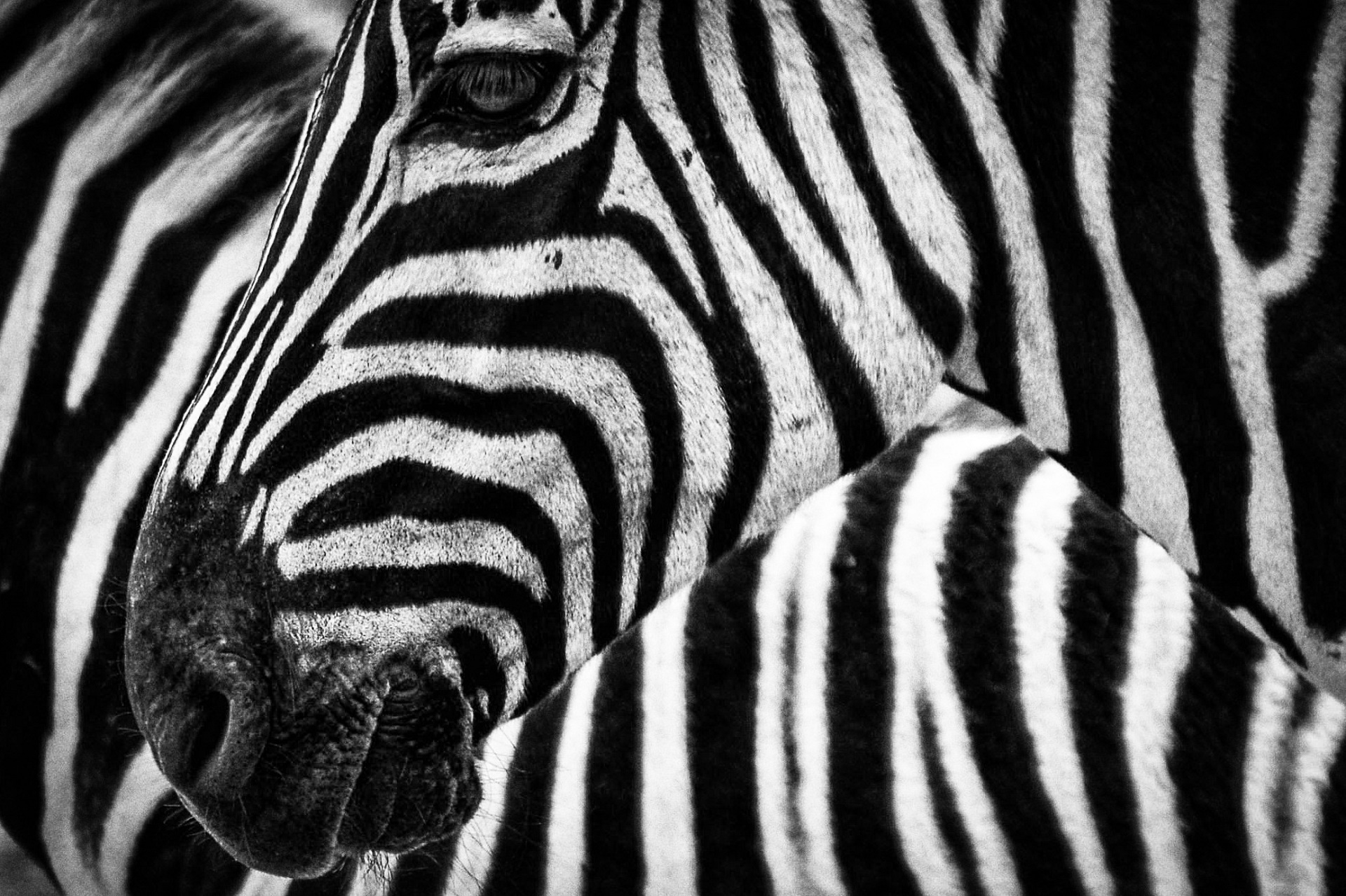 zebras wildlife nature free photo