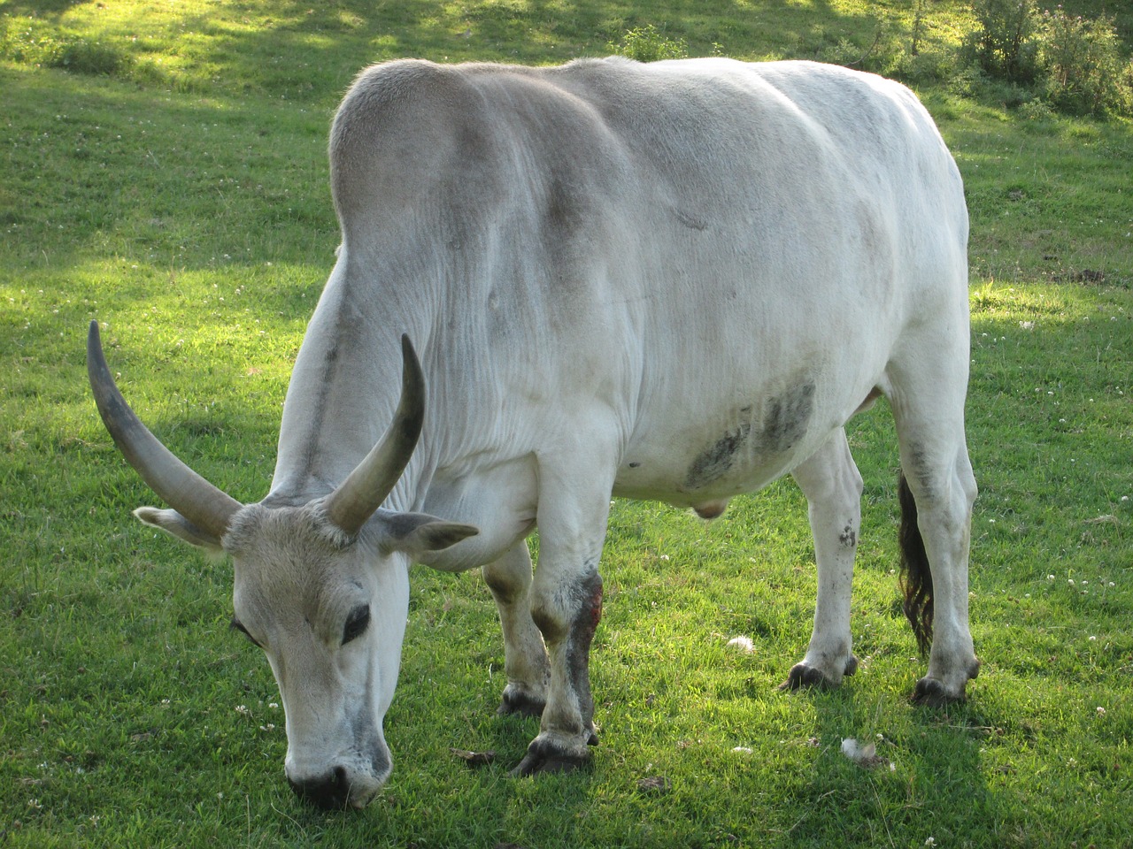 zebu zoo animal free photo