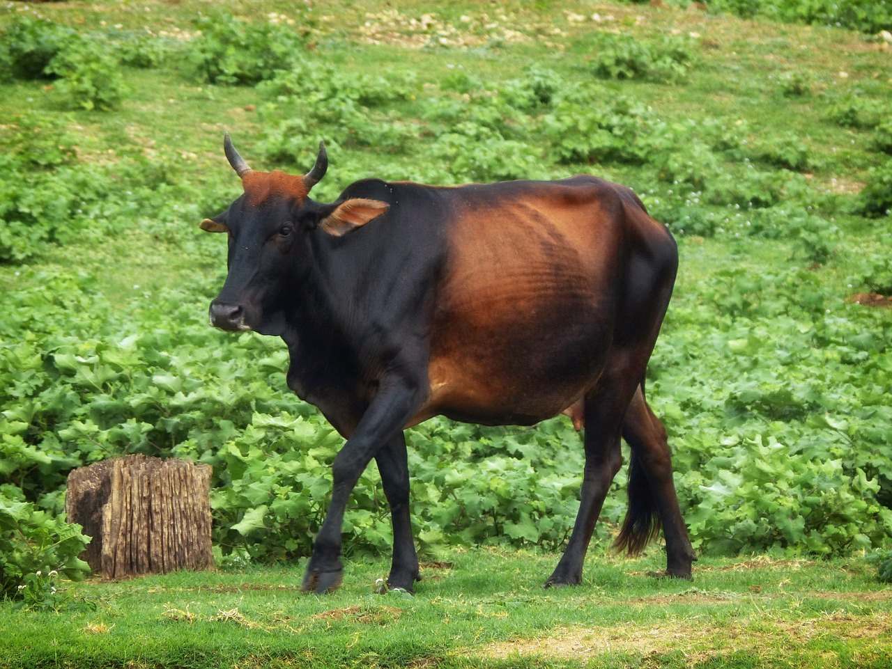 zebu sri lanka cow free photo