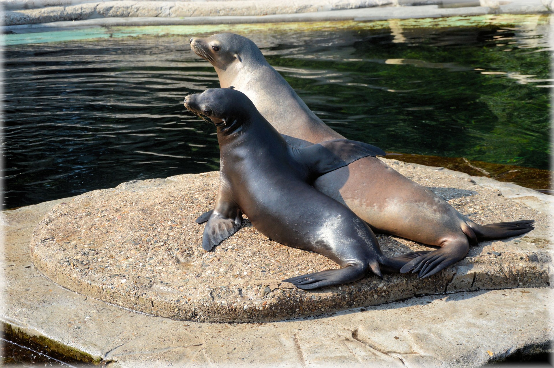 sea ​​lion predator sea free photo