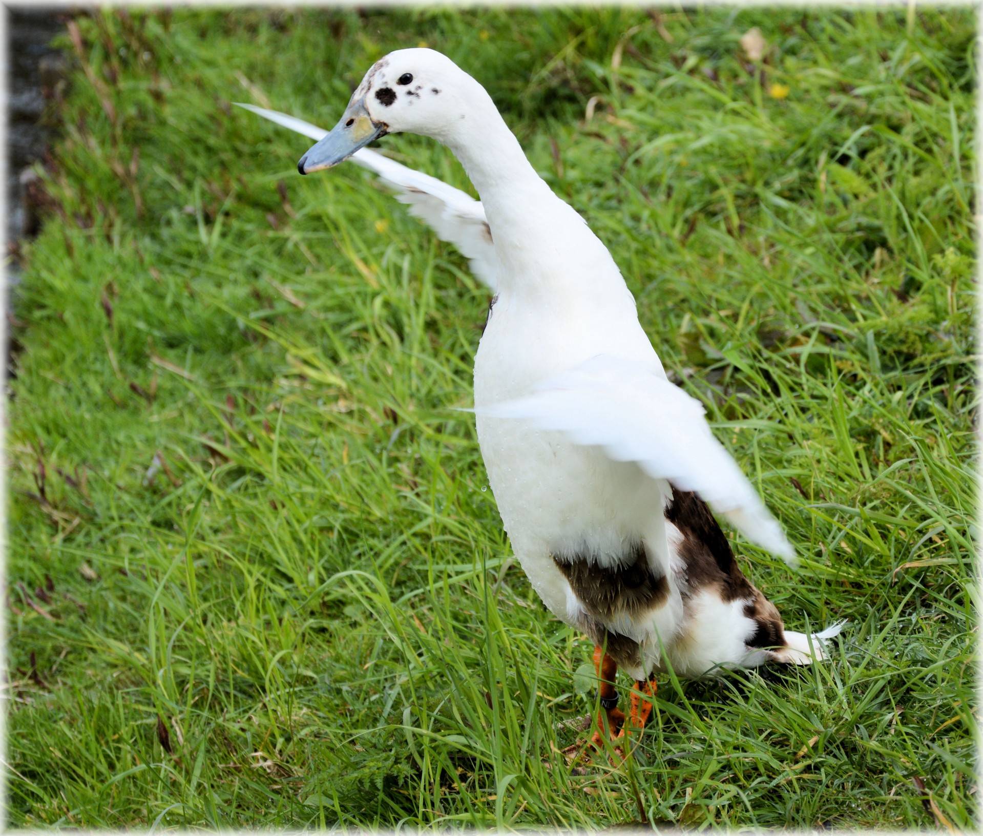 duck white wings free photo