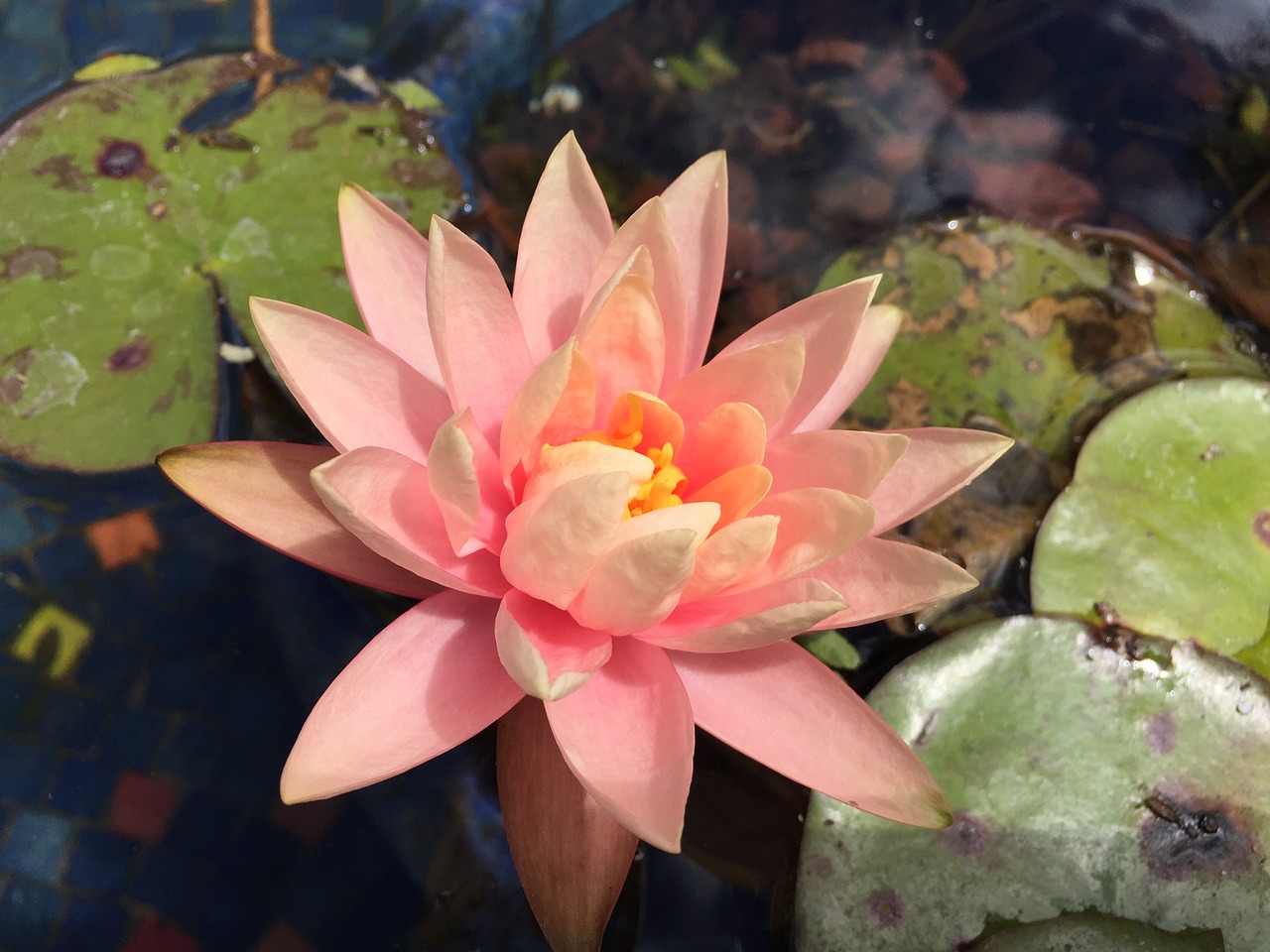 zen flower pond free photo