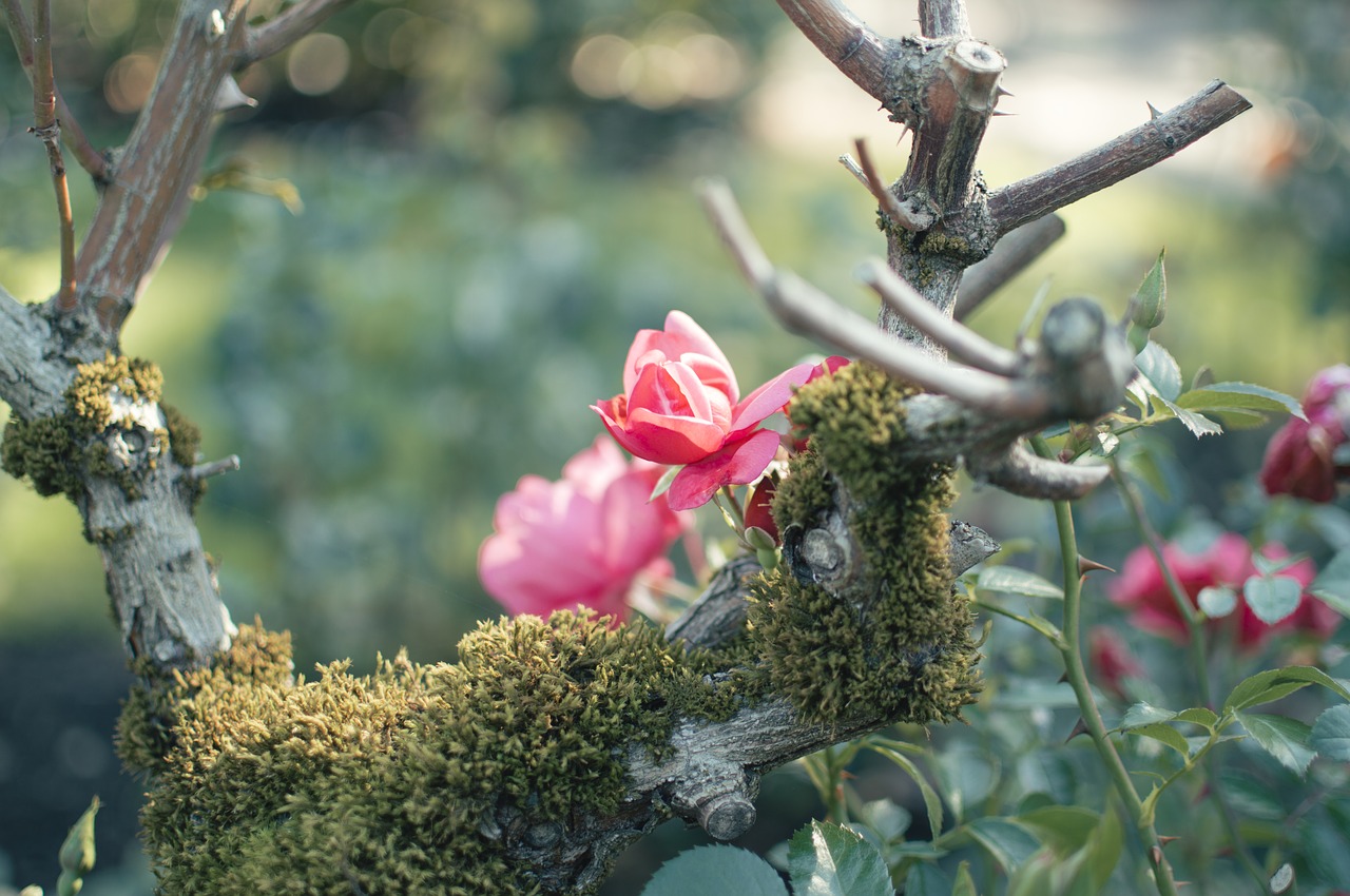 zen  garden  flower free photo