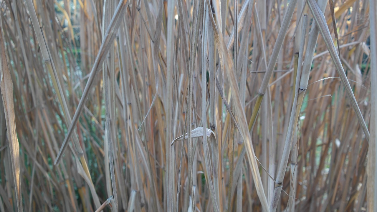 zen reeds garden free photo