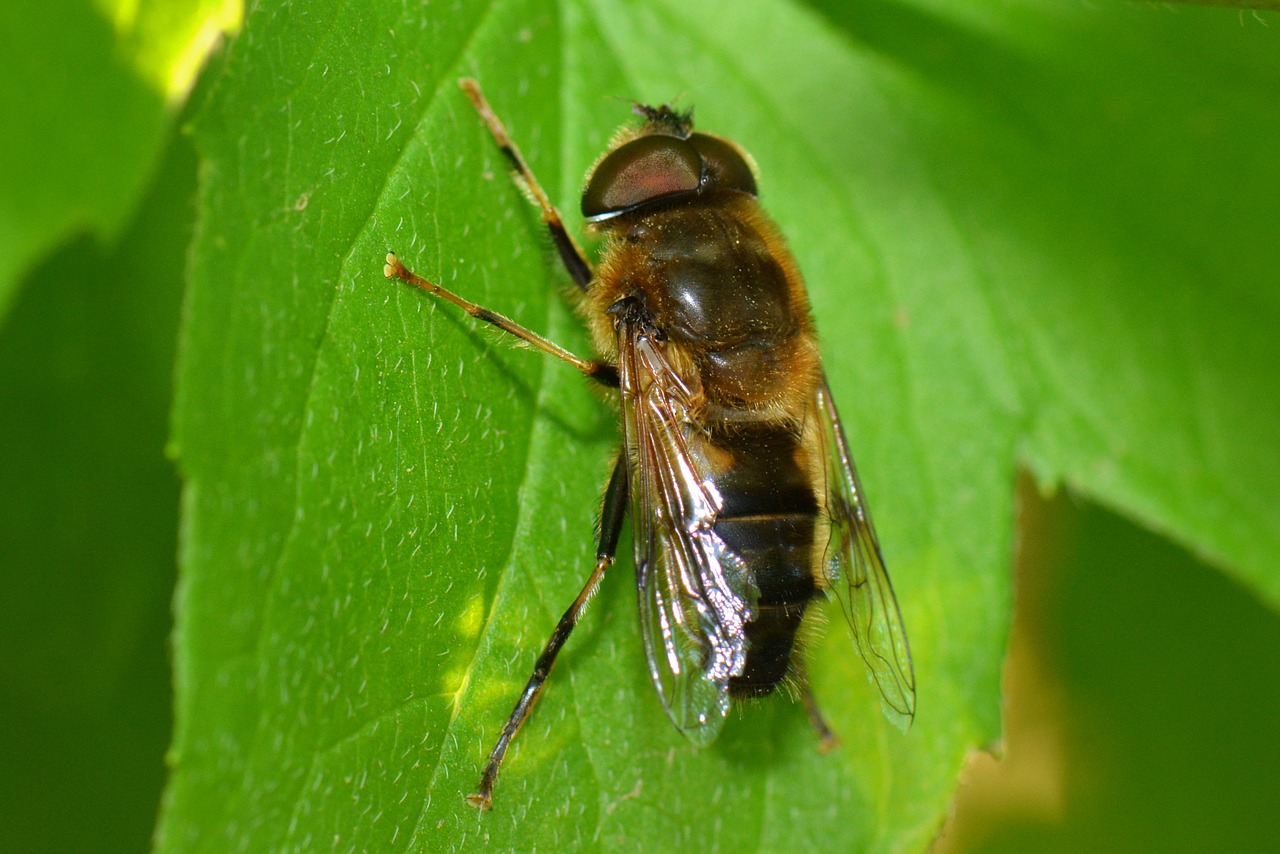 zengőlégyfélék zengőlegyek syrphidae free photo