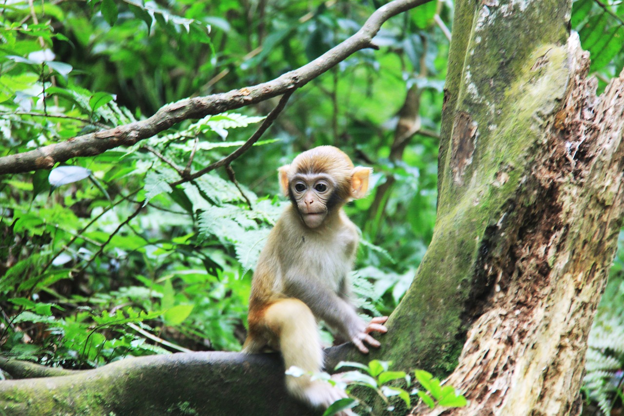 zhangjiajie monkey trees free photo
