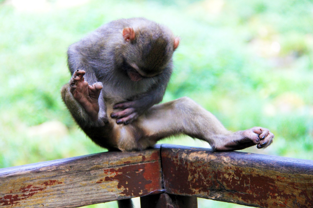 zhangjiajie monkey scratching free photo