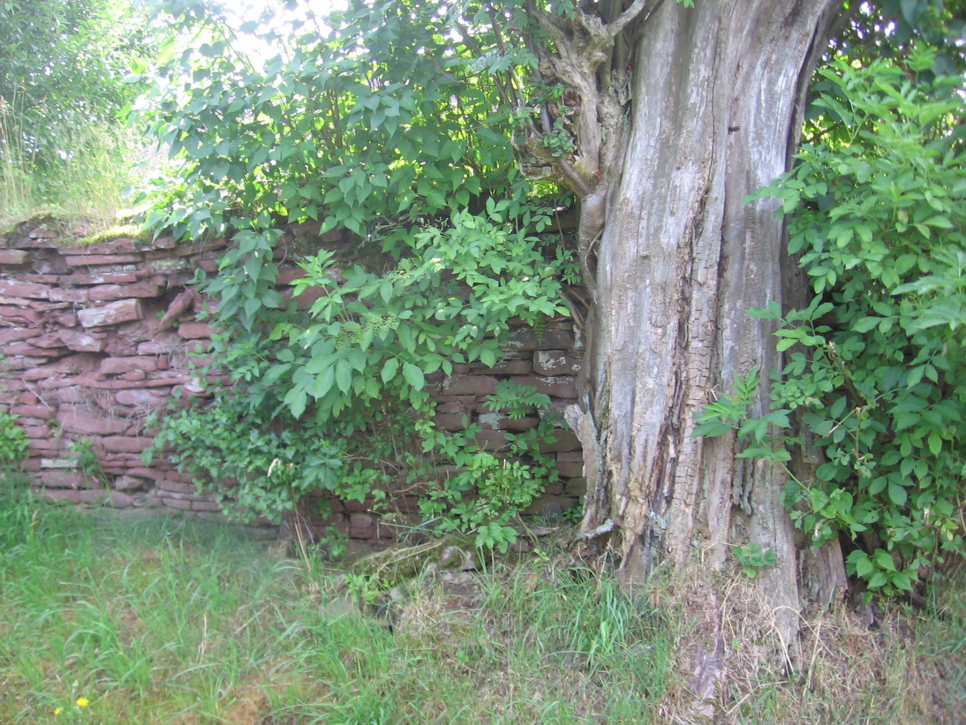 wall tree rocks free photo