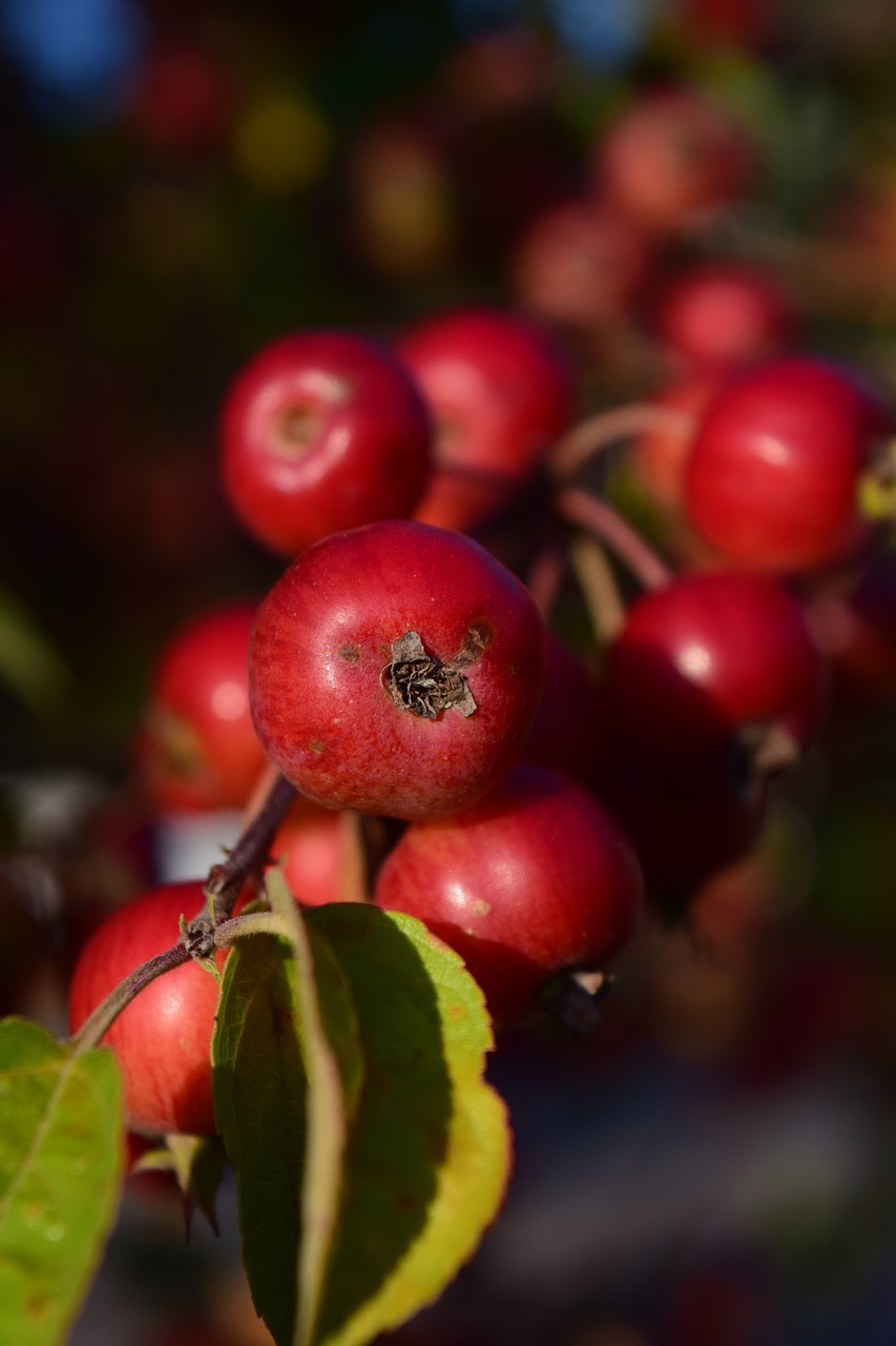 zieraepfel apple fruits free photo