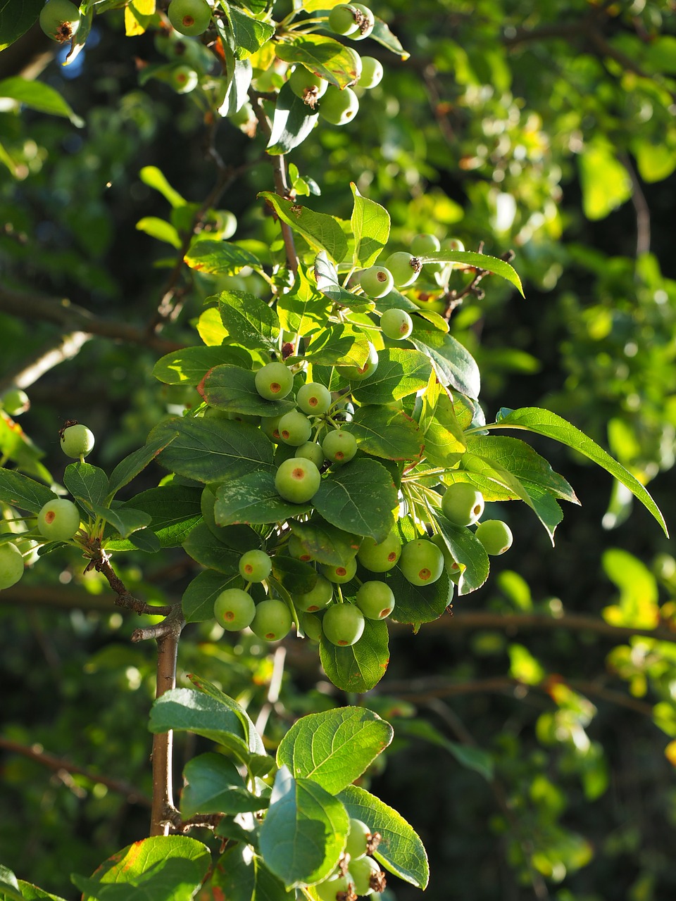 zieraepfel wild apples ornamental apple tree free photo