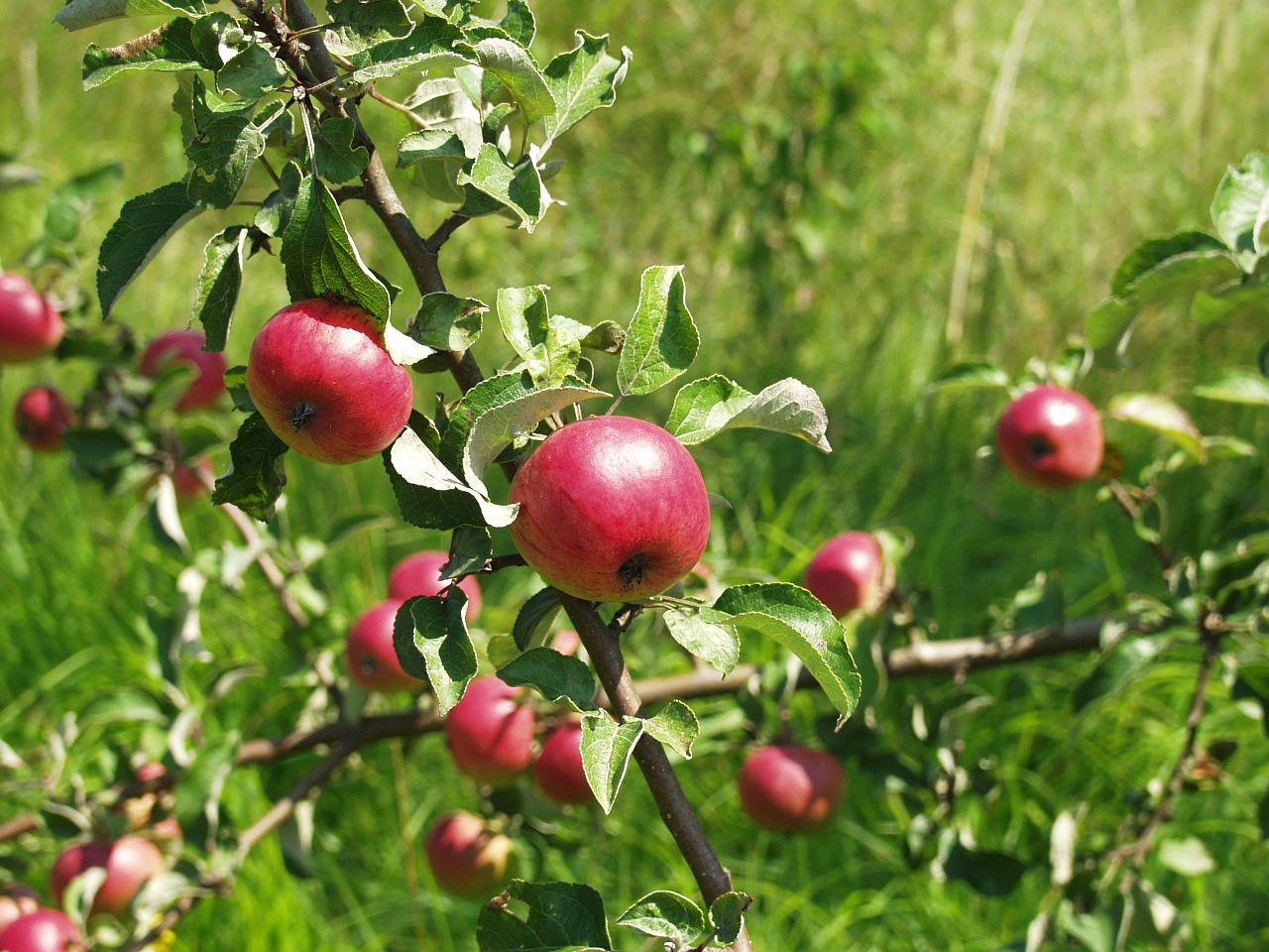 zieraepfel apple tree free photo