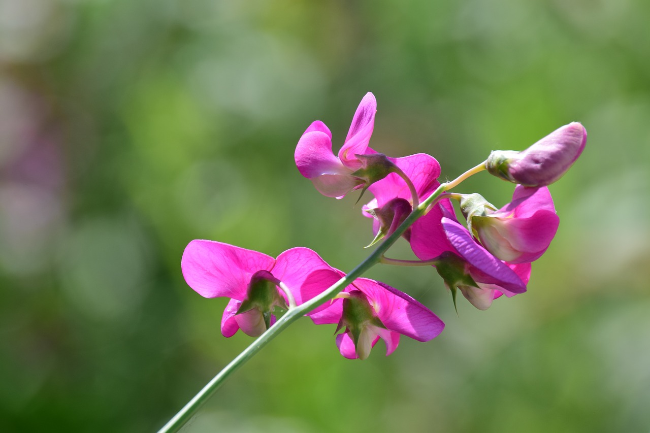 ziererbse  pea flower  blossom free photo