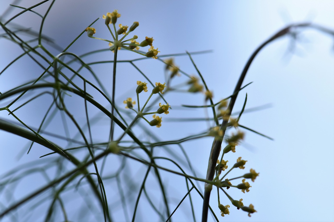 zierfenchel fennel herb free photo