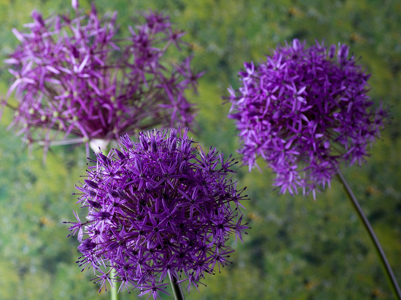 zierknoblach ornamental onion flower garden free photo