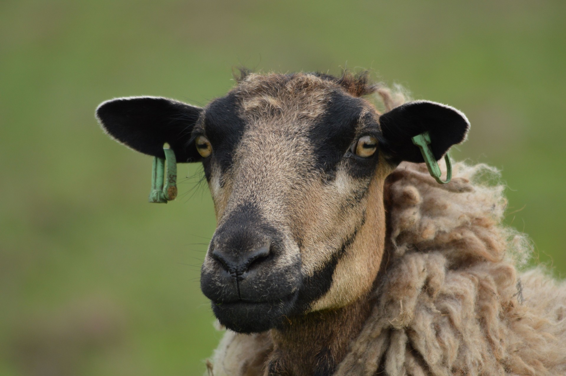 sheep earrings livestock free photo