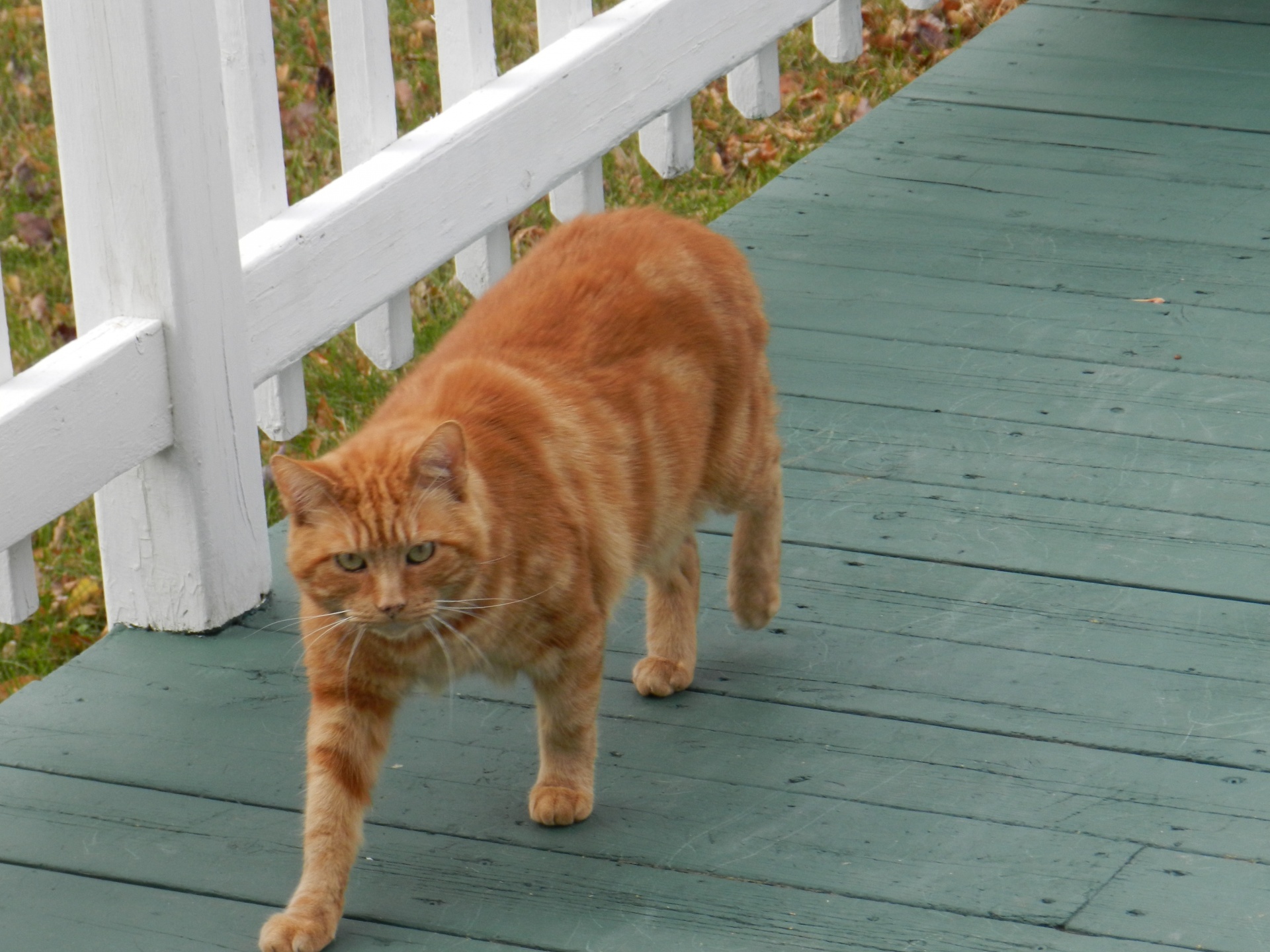 chat red tabby free photo