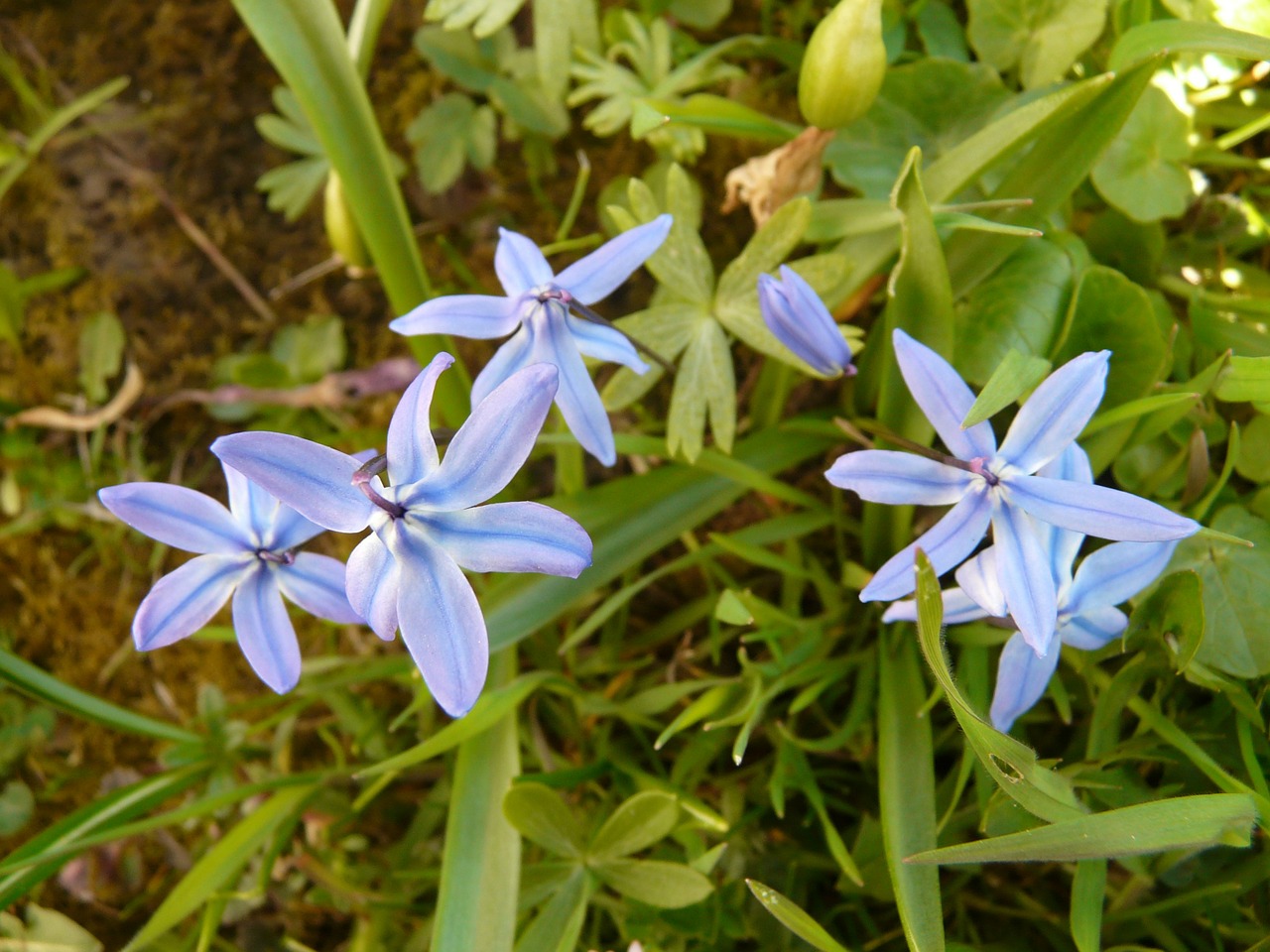 zilla blue star flower free photo