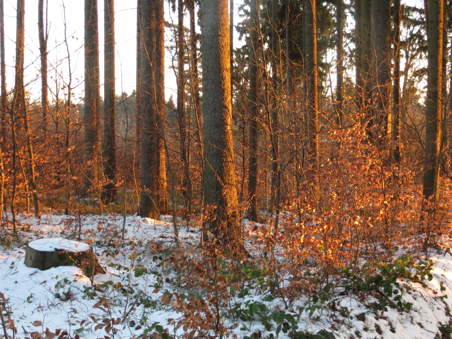 winter forest snow free photo