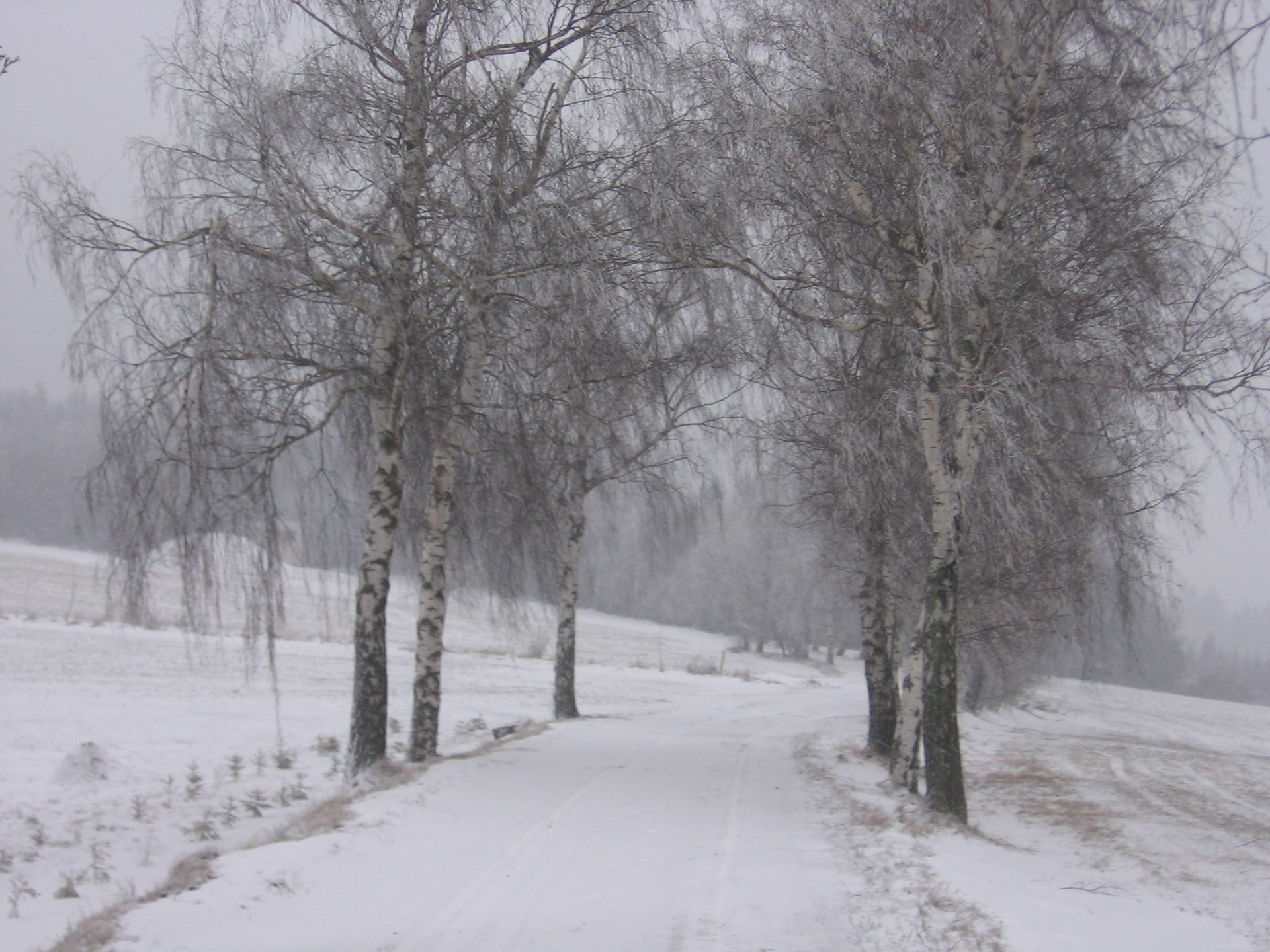 winter snow trees free photo