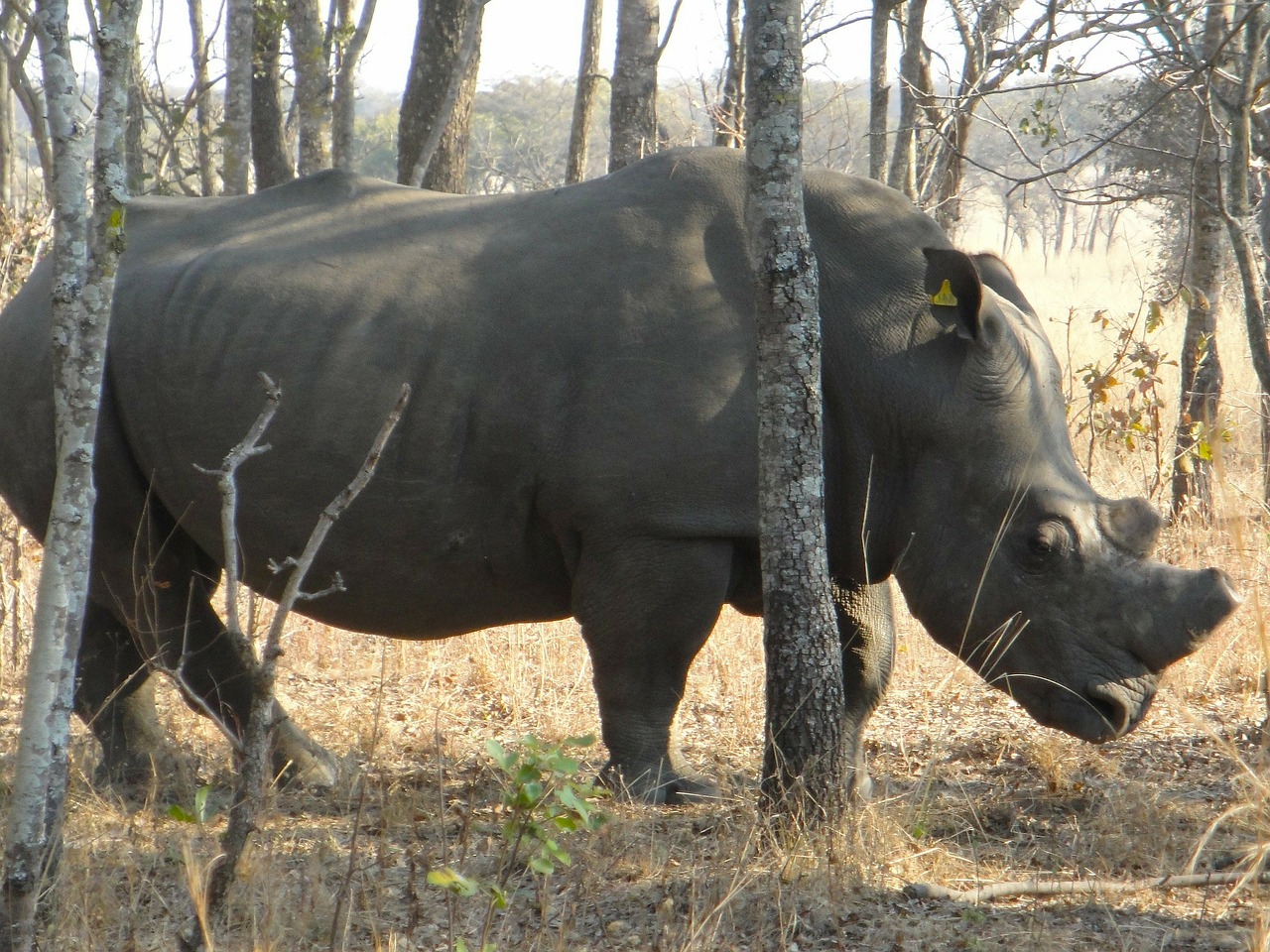 zimbabwe rhinoceros rhino free photo