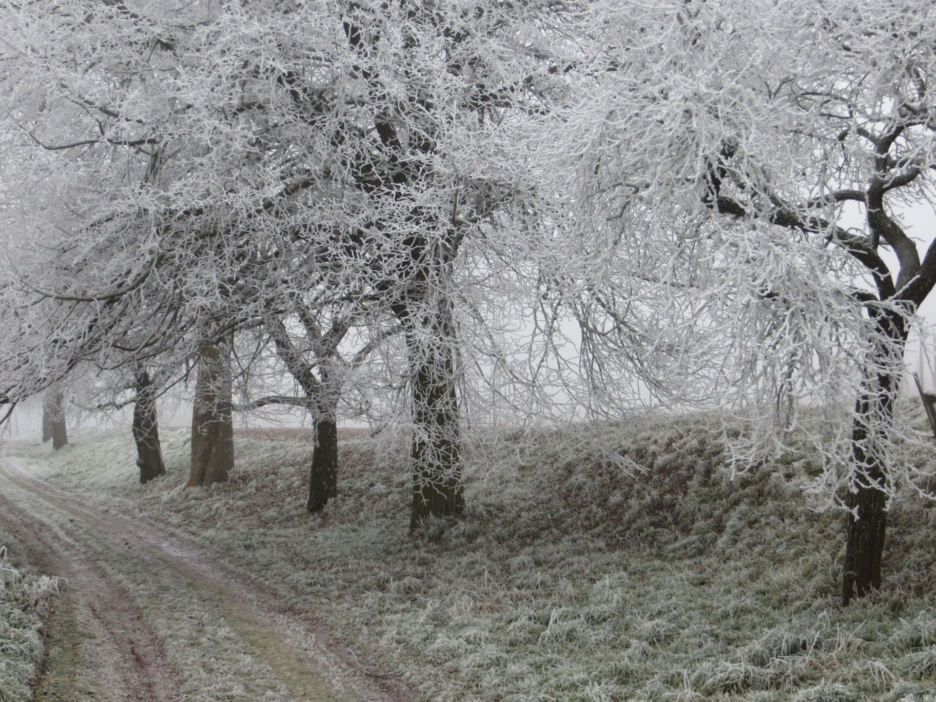 winter alley trees free photo