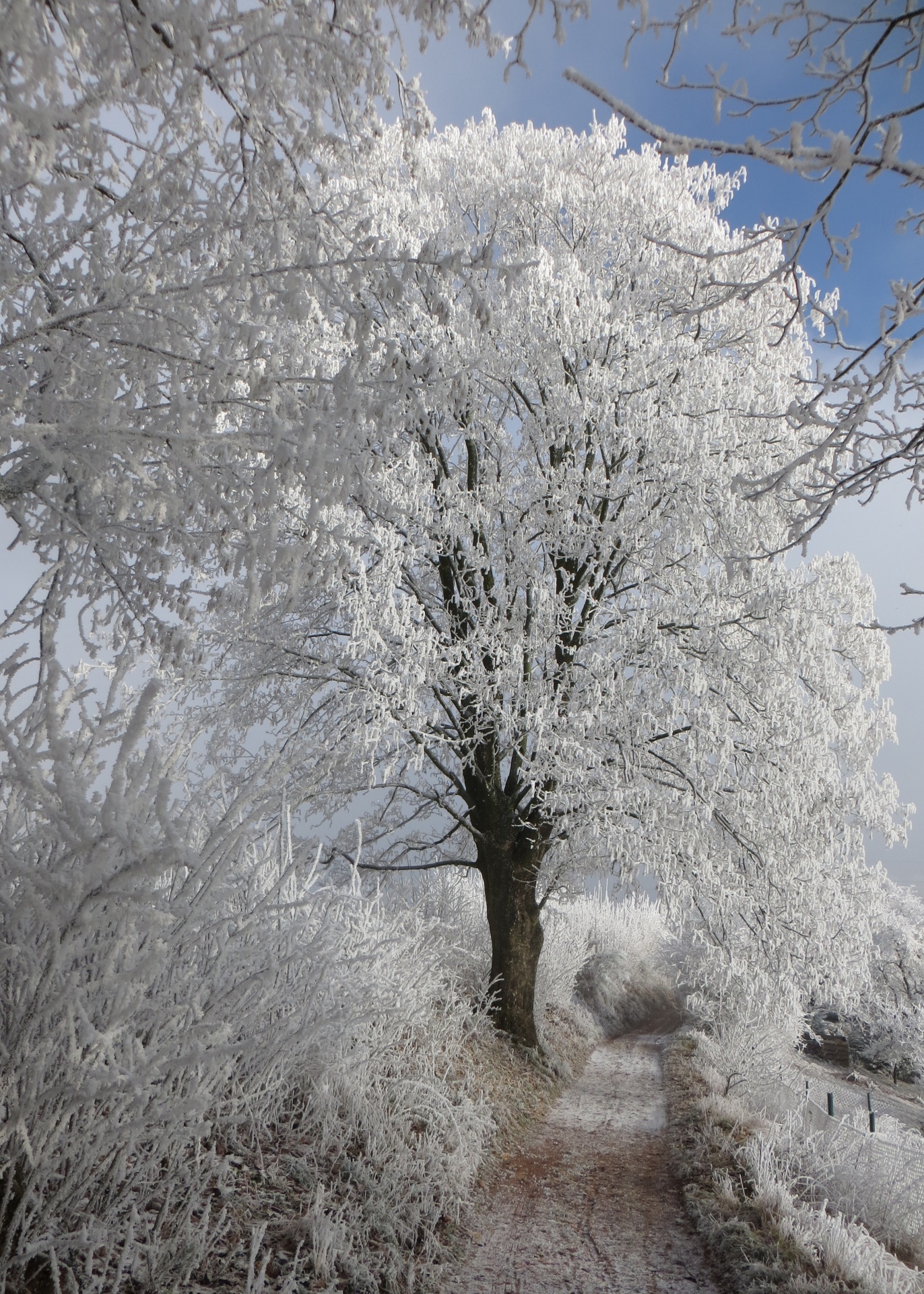 winter road frost free photo