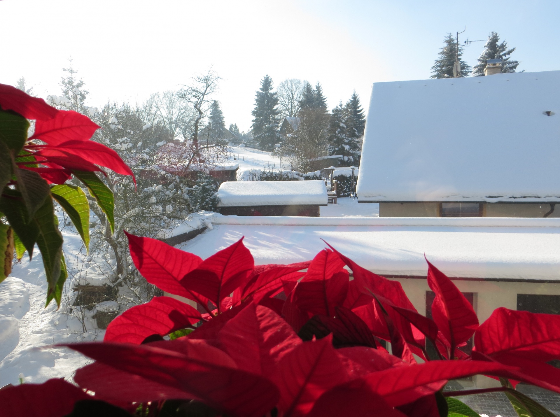 poinsettia winter window free photo