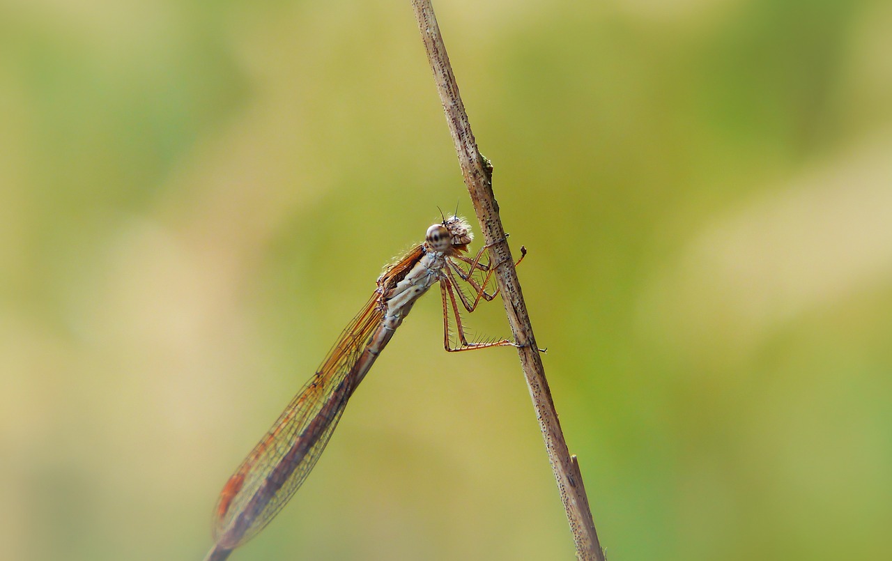 zimówka rudawa  dragonflies równoskrzydłe  insect free photo