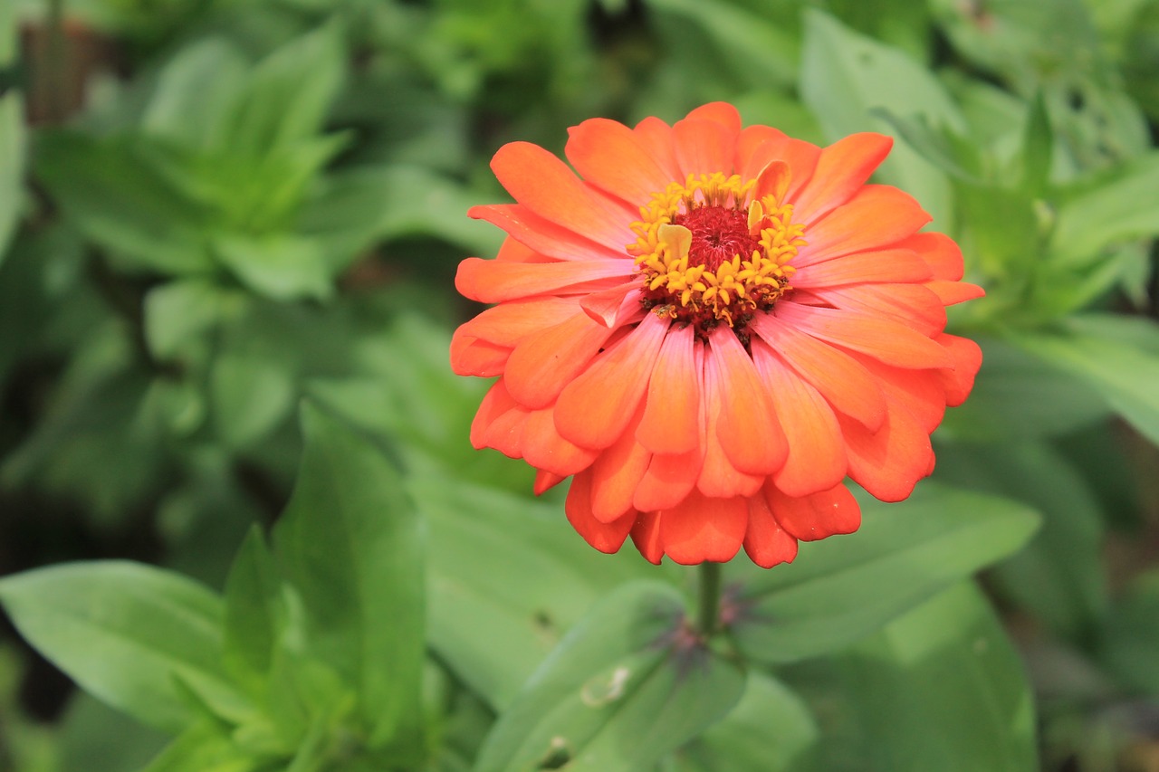 zinia orange flower free photo