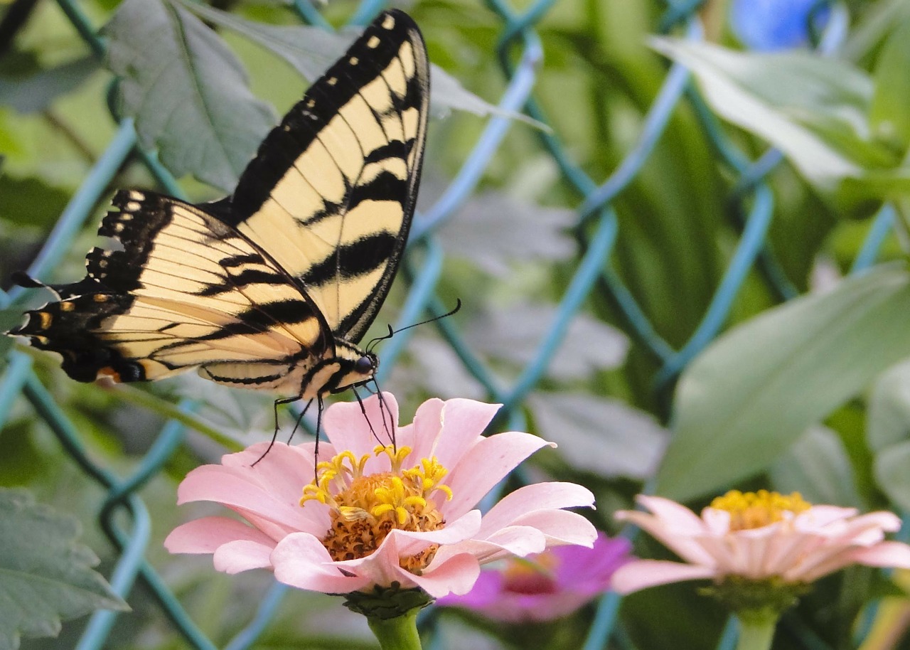 zinna tiger swallowtail close-up free photo