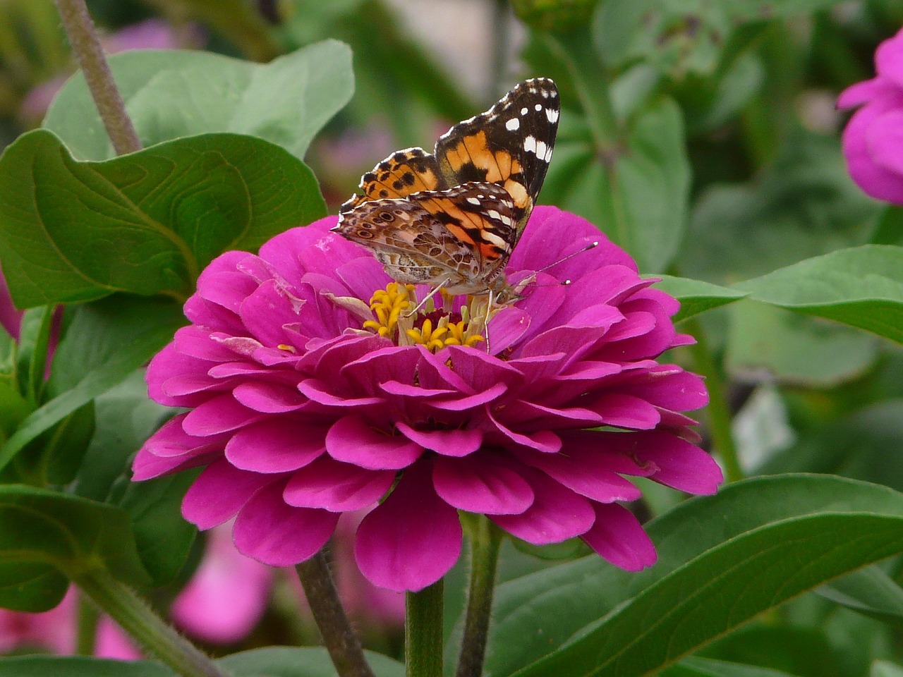 zinnia butterfly forage free photo