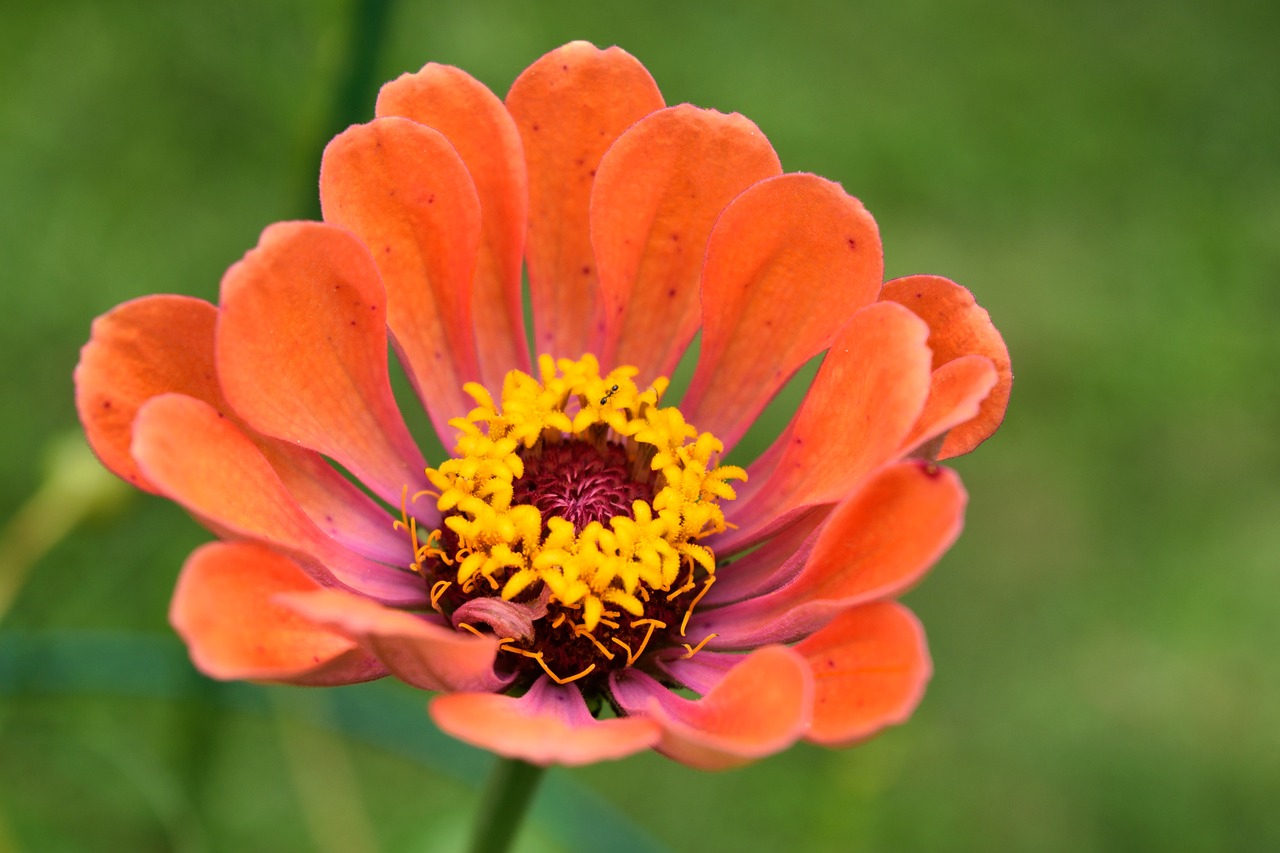 zinnia flower bloom free photo