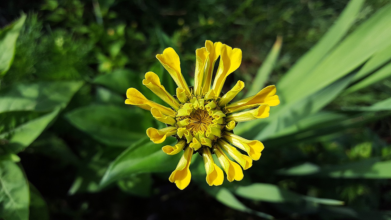 zinnia yellow zinnia zinnia elegans free photo